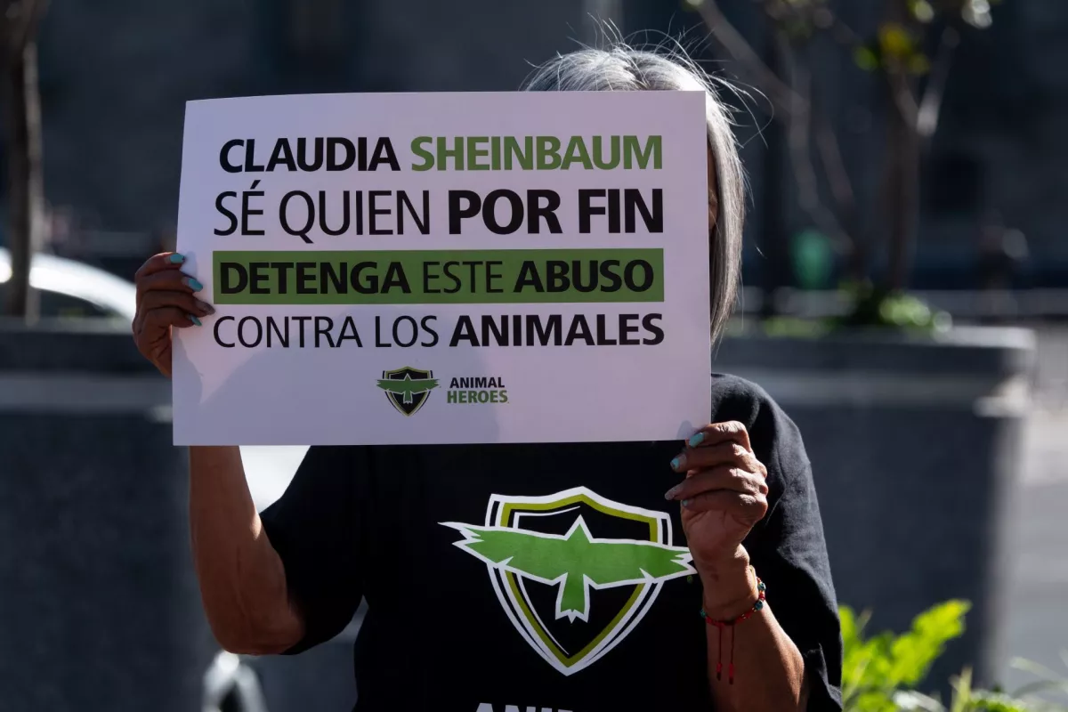 Mercado de sonora defensa animales