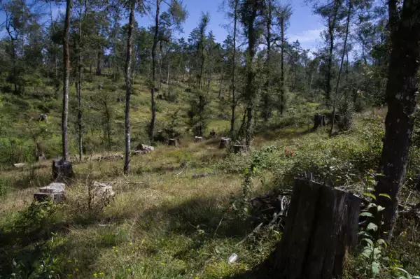 MEXICO-ENVIRONMENT-CRIME