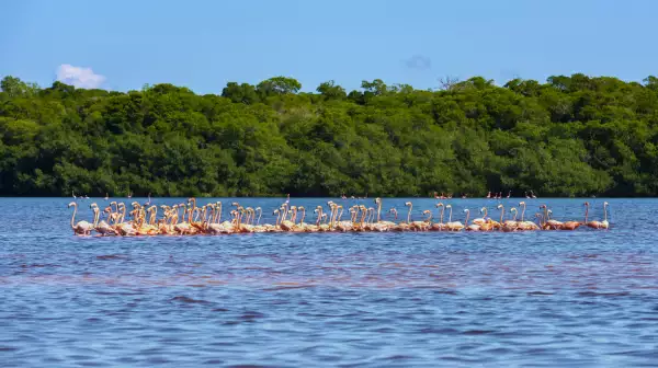 Flamingos in Celestún, Mexico