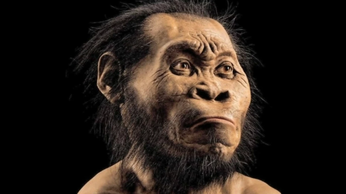 homo naledi