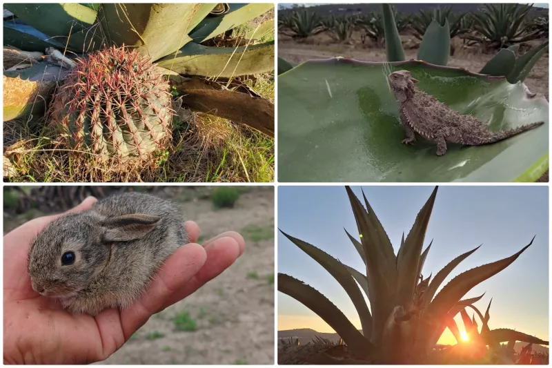 flora y fauna en peligro.jpg