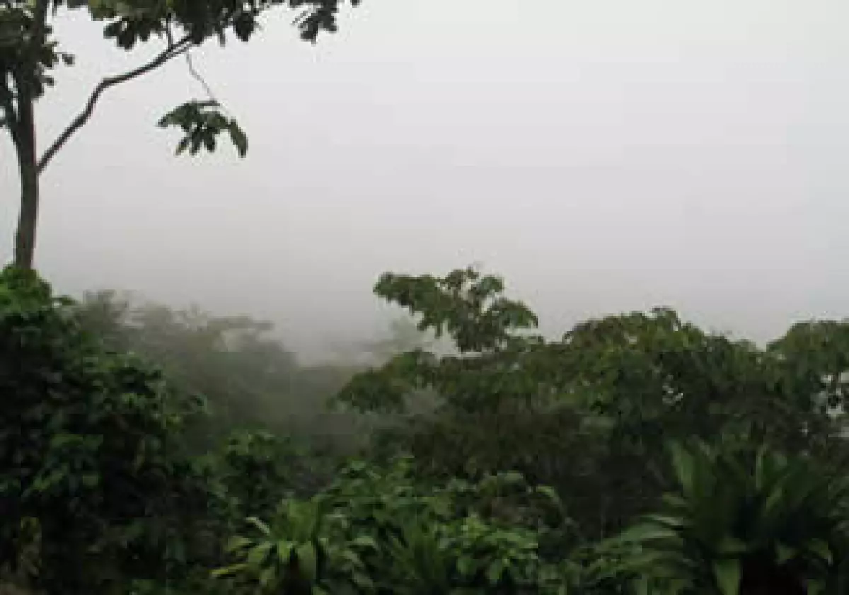 Los cafetales de Chiapas esperan por más turistas mexicanos. (Foto: )
