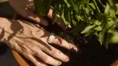 Oura Ring