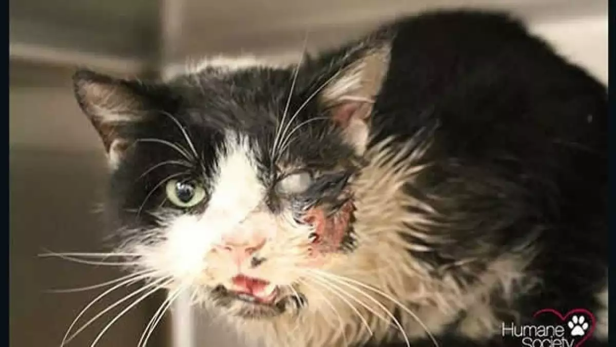 gato zombie