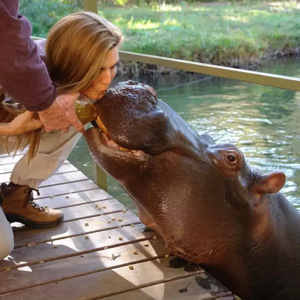 Luego de montar la avestruz se aventuró a darle un beso a una hipopótamo.
