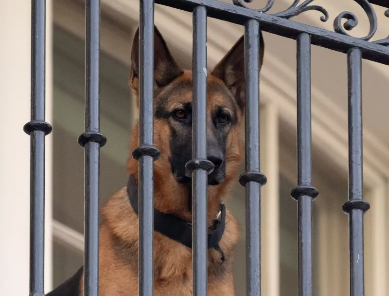 commander-perro-casa-blanca