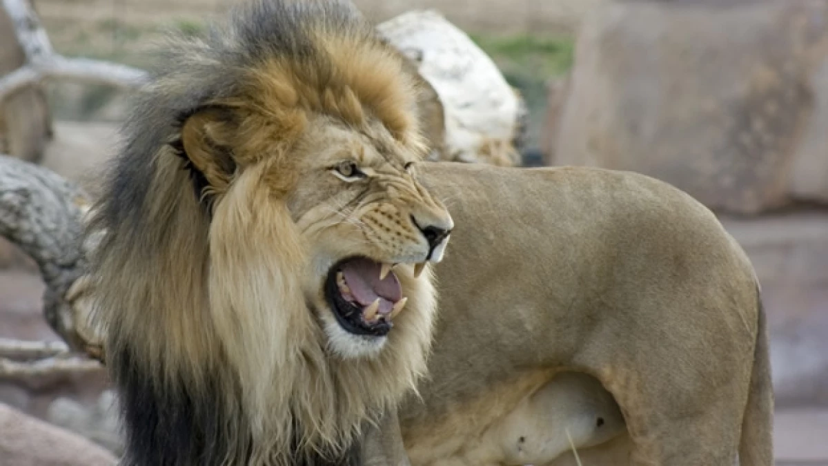 Un león atacó a una compañera de jaula en un zoológico de Polonia