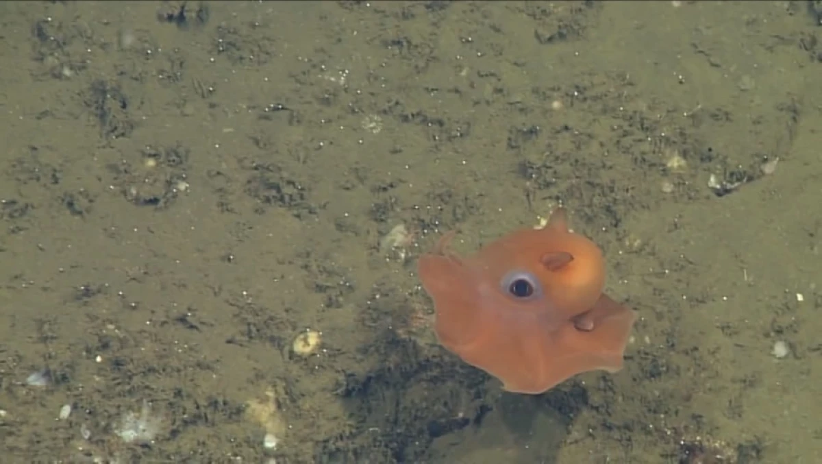 Pulpo
