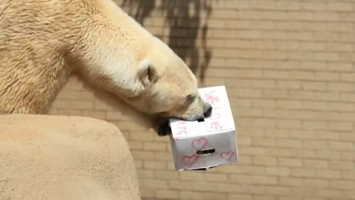 oso polar wang