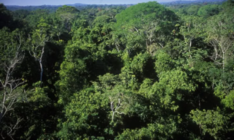 La selva amazónica ha disminuido desde la década de 1950 debido a que se han cortado y quemado áreas para la agricultura (Foto: Getty Images/Archivo )