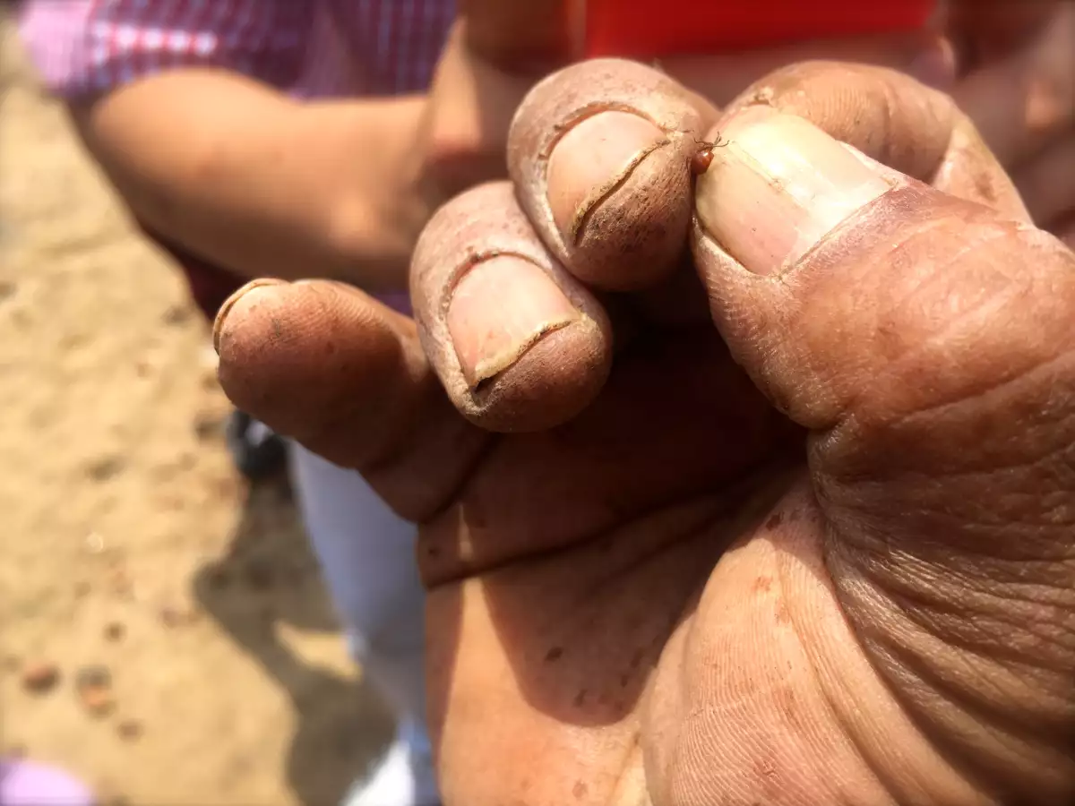 Hormiga reina escamolera