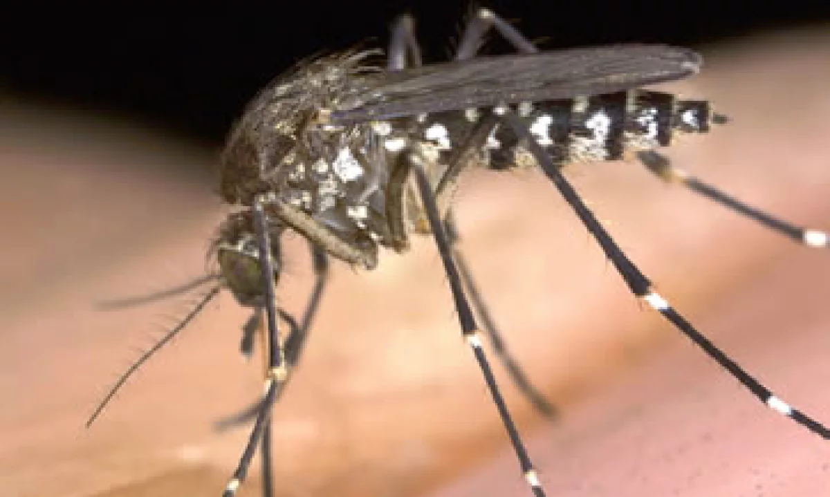EU había contabilizado 31 casos de personas que fueron infectadas por zika fuera del país. (Foto: Getty Images)