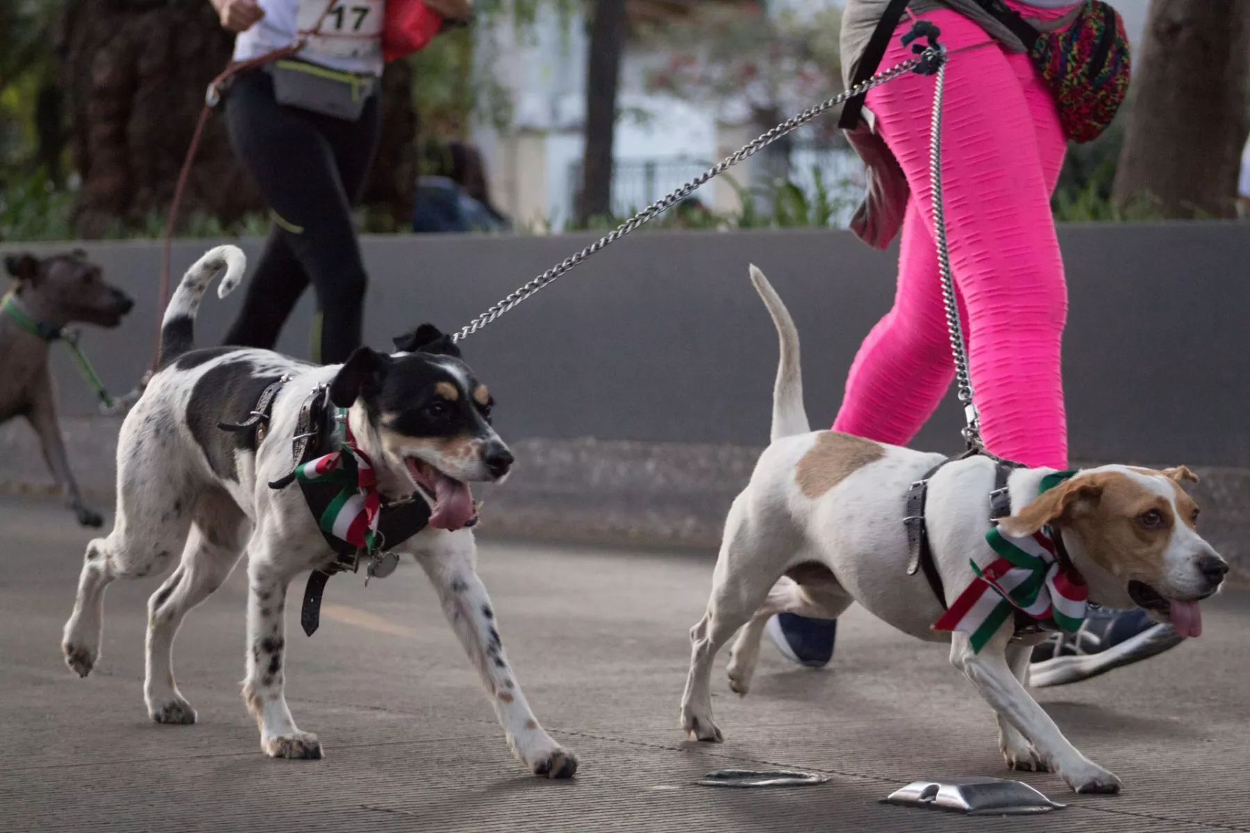 animales cdmx