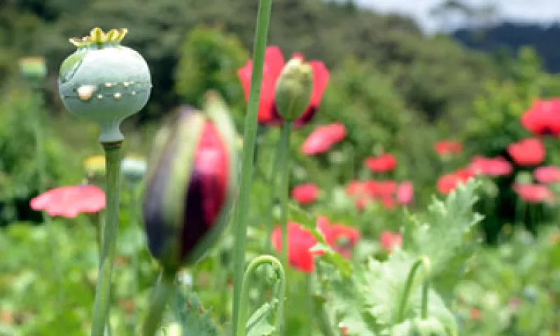 Guerrero se ubica en el primer lugar de producción de opio a nivel mundial, junto con Afganistán. (Foto: Cuartoscuro/Archivo )