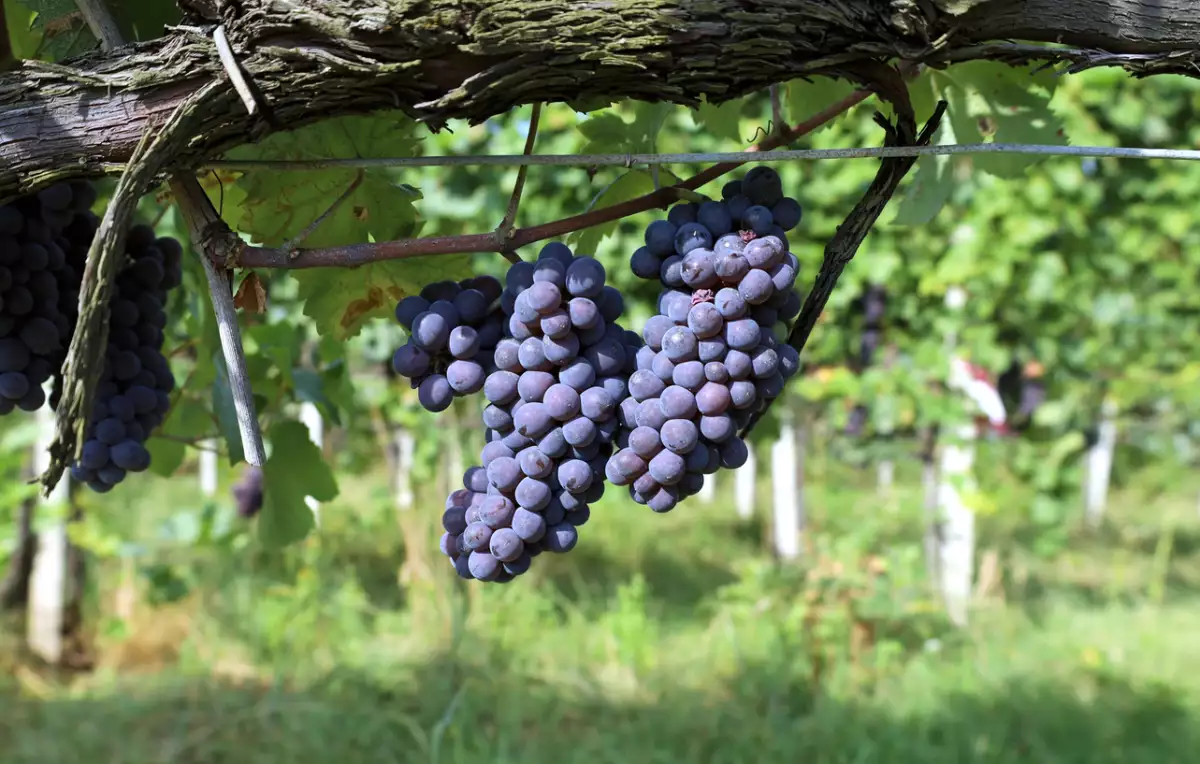 uvas de pinot noir