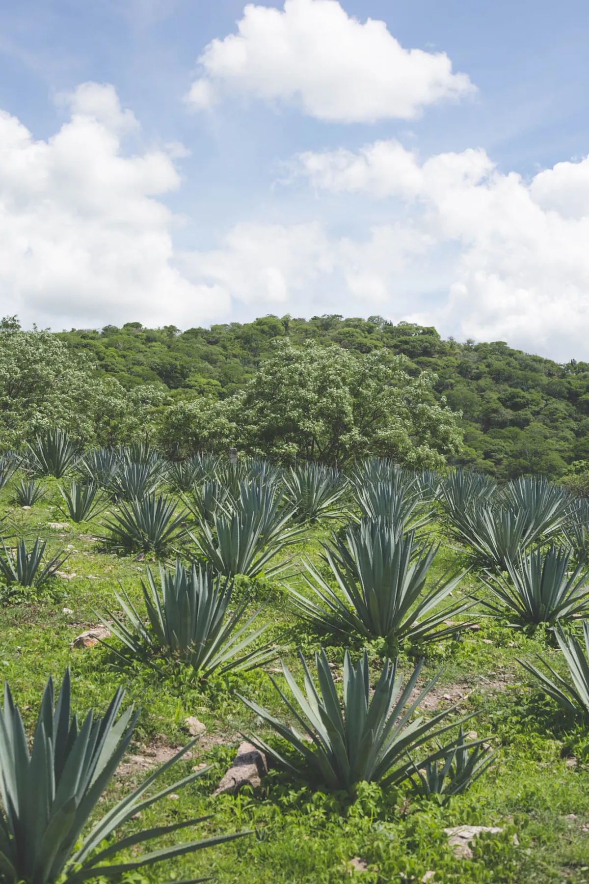 Mezcal Cicatriz