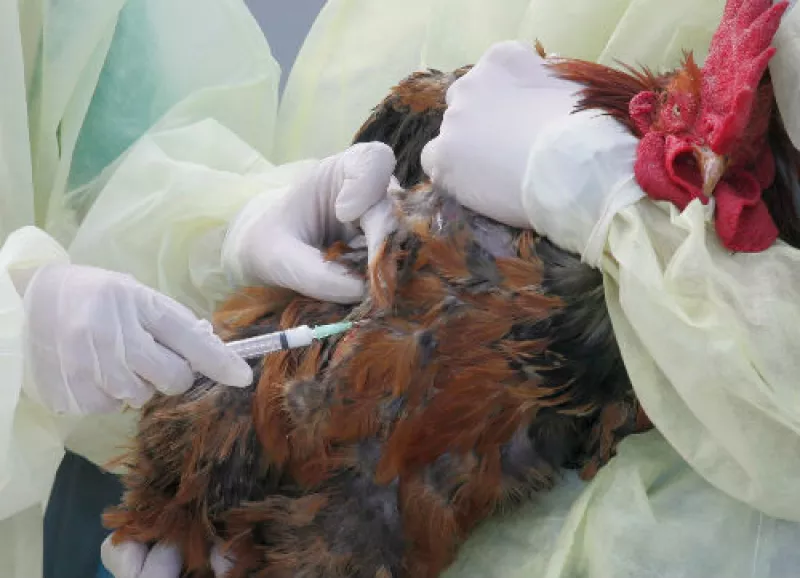 vacunaci�n de aves