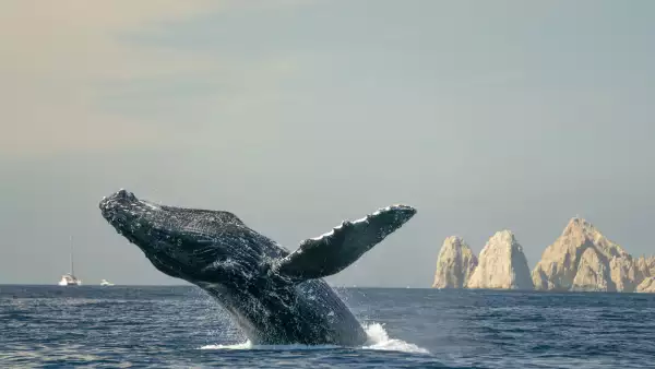  “Las ballenas demandaron y van ganando”, suspenden proyecto de GNL
