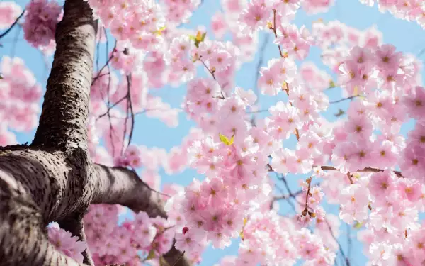 estocolmo-cherry-blossom.jpg