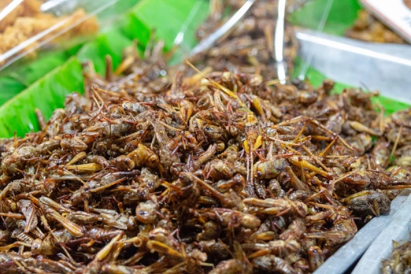 Crickets-tendencias