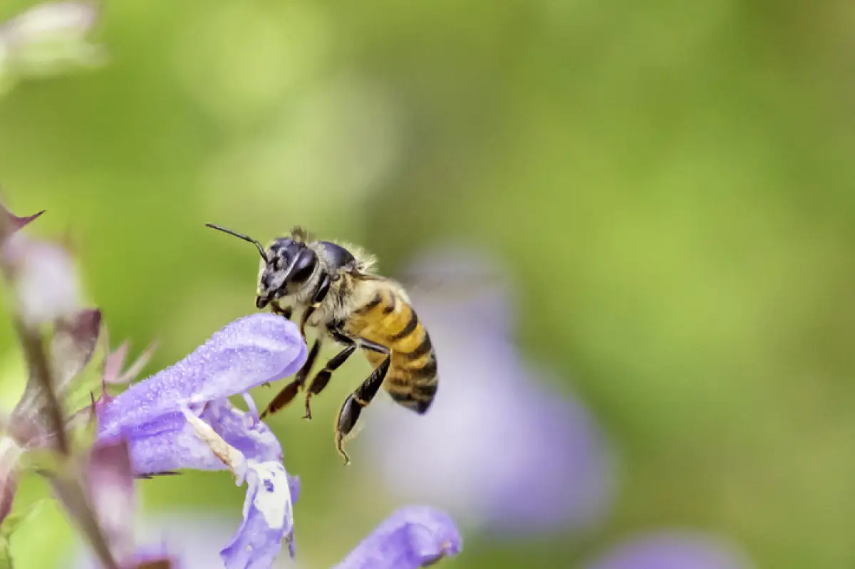 abeja