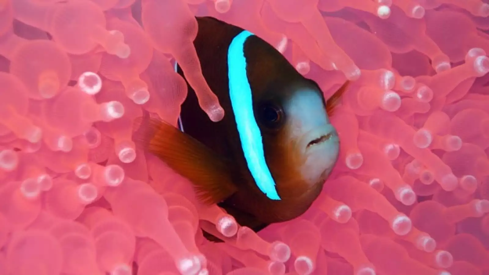 arrecife coral peces 04