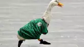 pato merlin