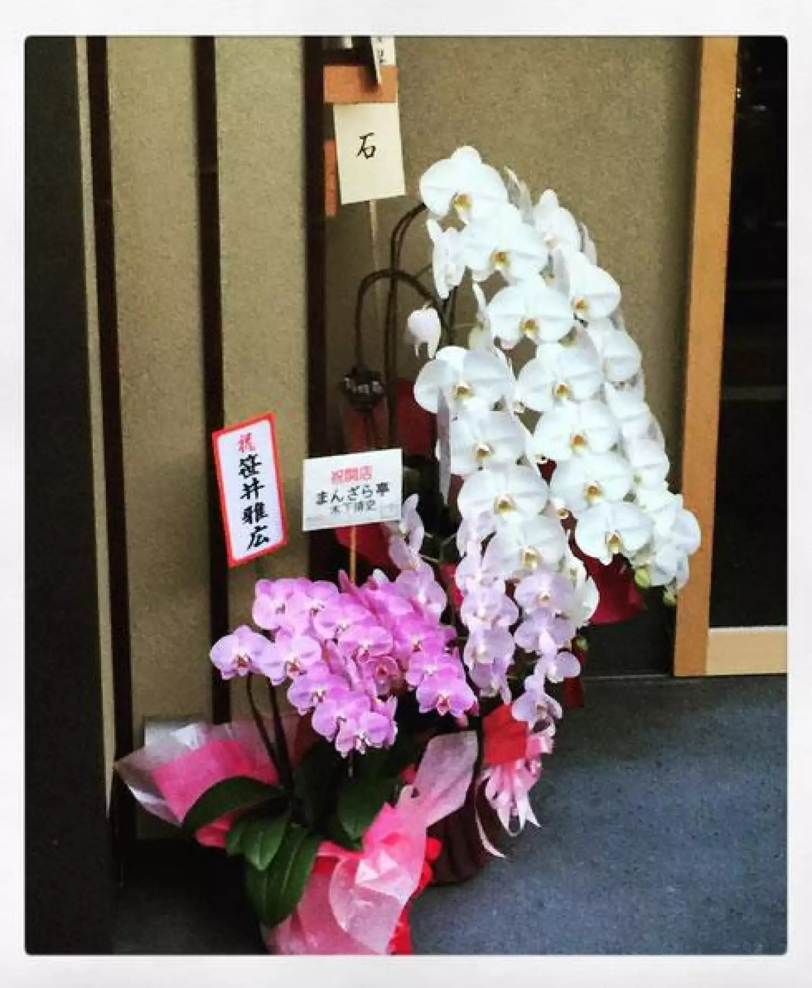 ¿Habían visto unas orquídeas así de increíbles?