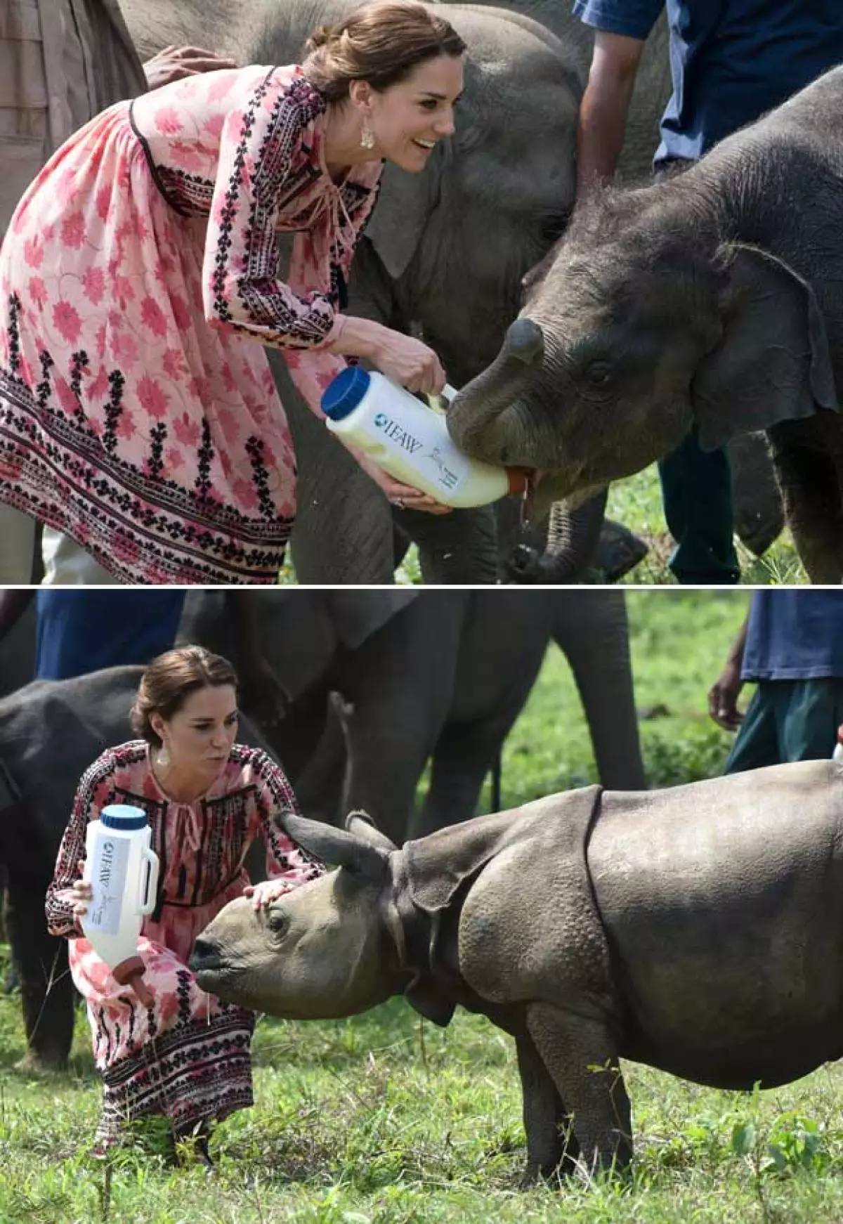 La duquesa de Cambridge se mostró como toda una profesional alimentando a las especies de  Kazaringa