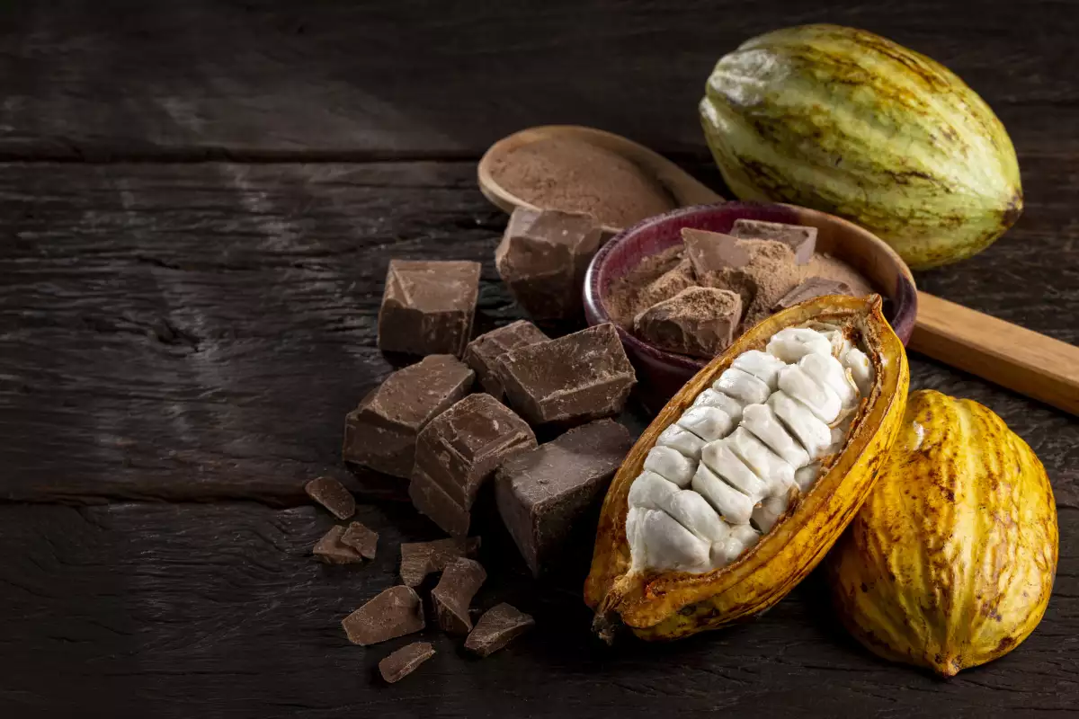 cacao y chocolate