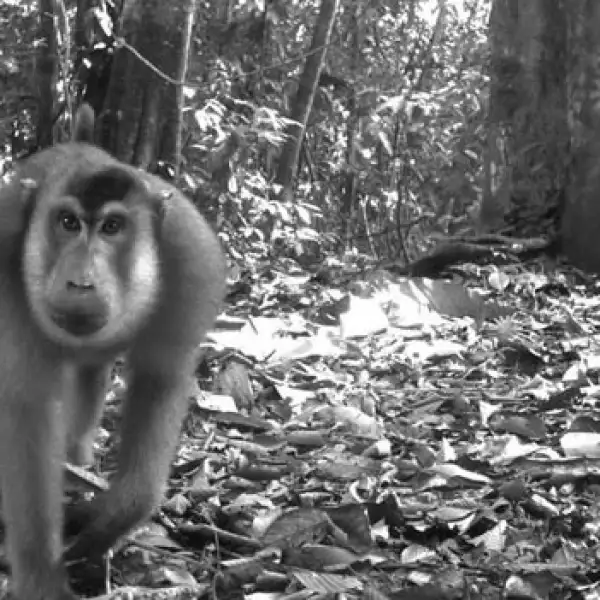 macaco cola de cerdo