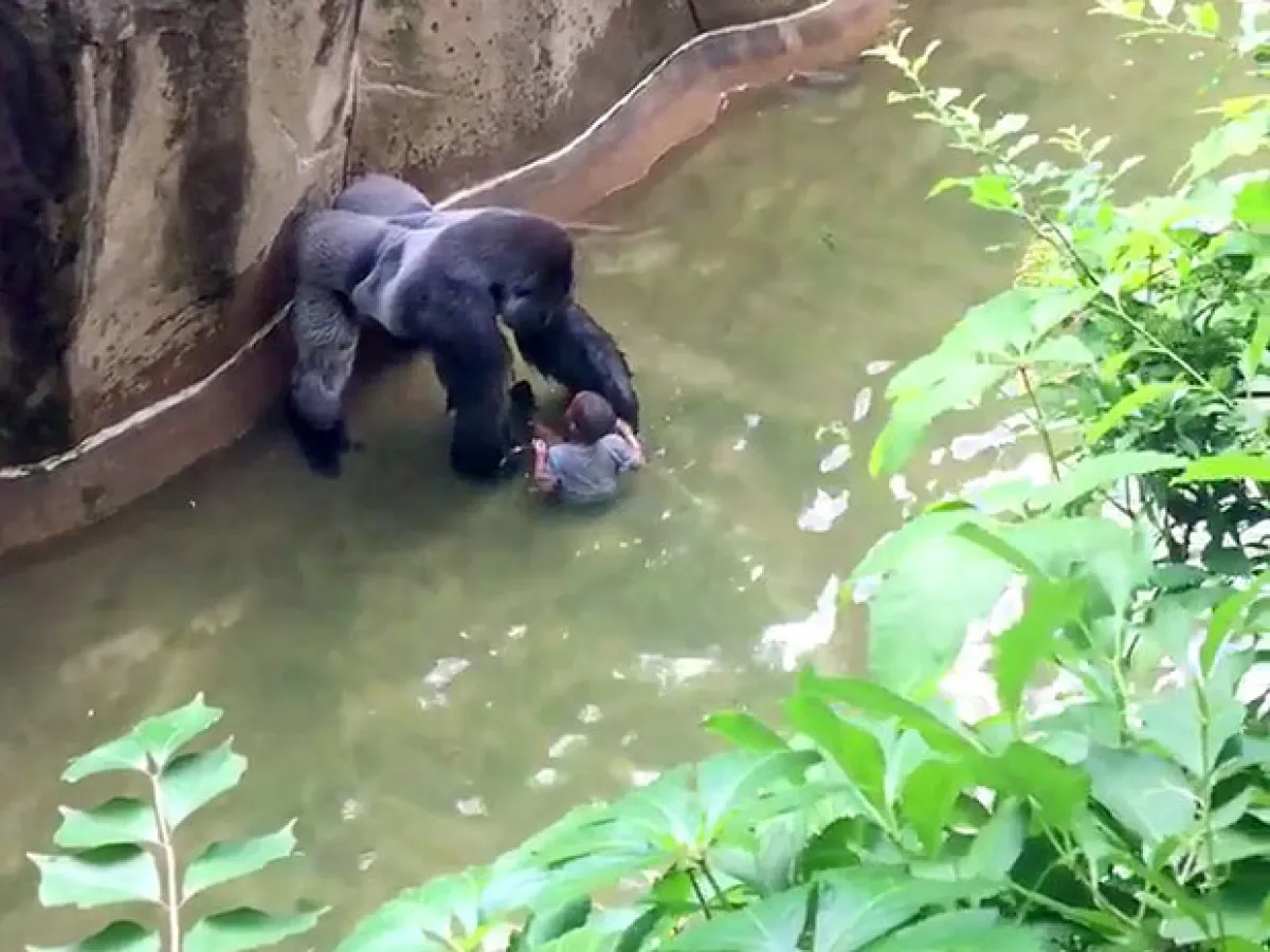 La voz aterrorizada de Michelle Greggs se escucha tras llamar al número de emergencia pidiendo ayuda al ver a su hijo de cuatro años dentro de la jaula de Harambe.