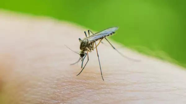 que-es-el-virus-chandipura