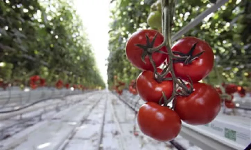En 2011, los envíos de tomate de México a EU ascendieron a 1,880 mdd. (Foto: ap)