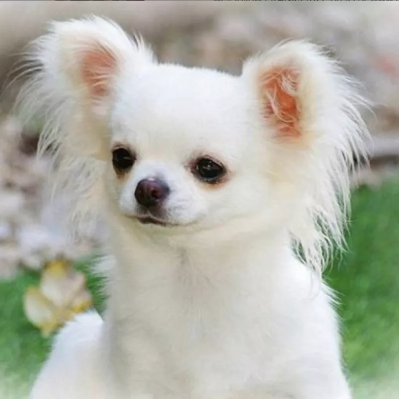 La conductora y la modelo siguen disfrutando de su travesía por Noruega y mientras eso sucede, Yaya busca mascota que, tal vez, planea regalar a Montserrat.