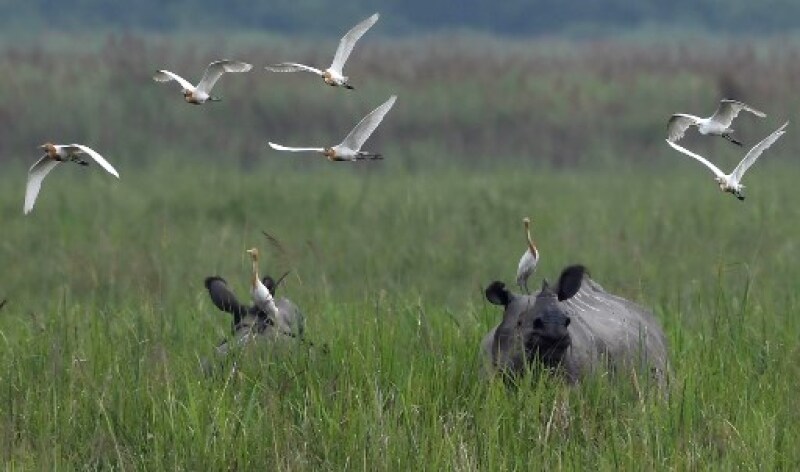INDIA-CONSERVATION