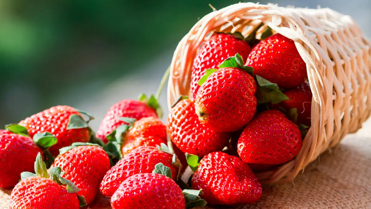 Fresas