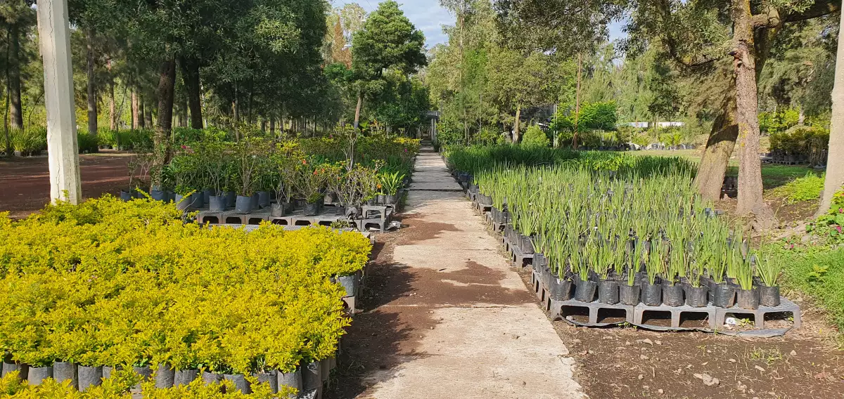 Foto vivero 2.jpg