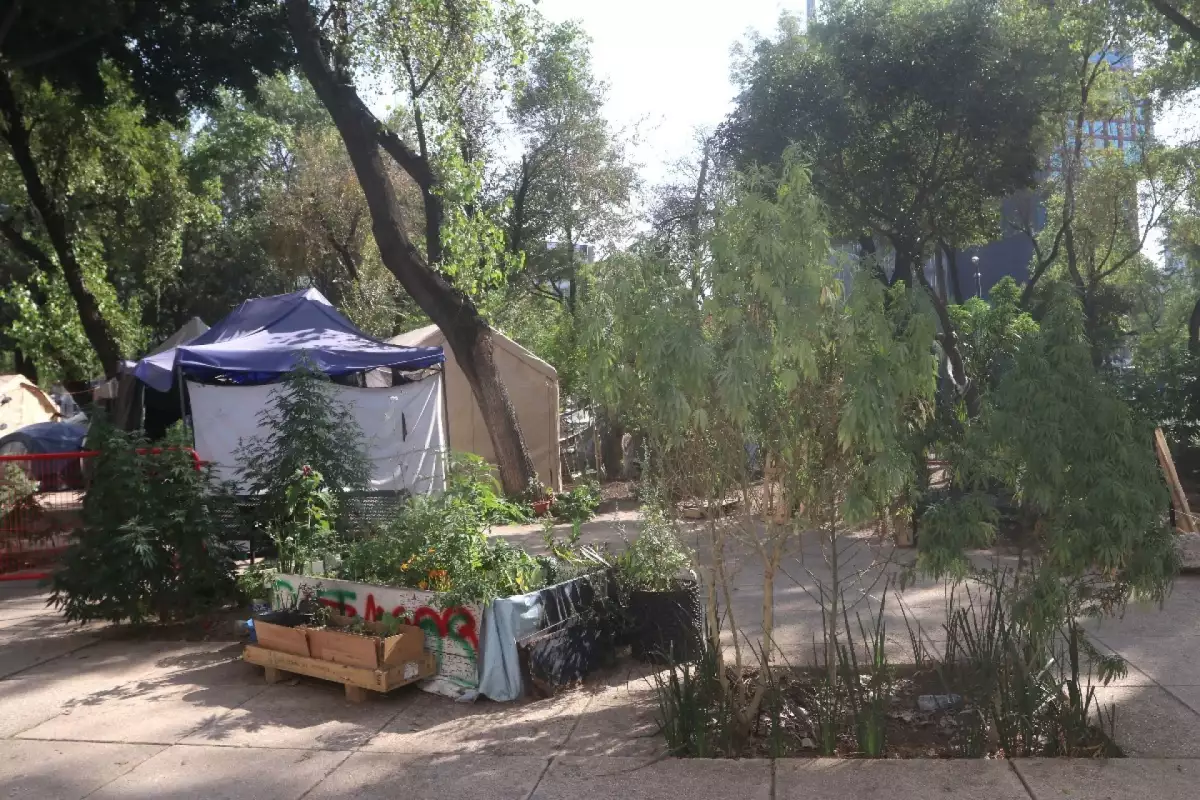 Plantón Movimiento Cannabico Senado