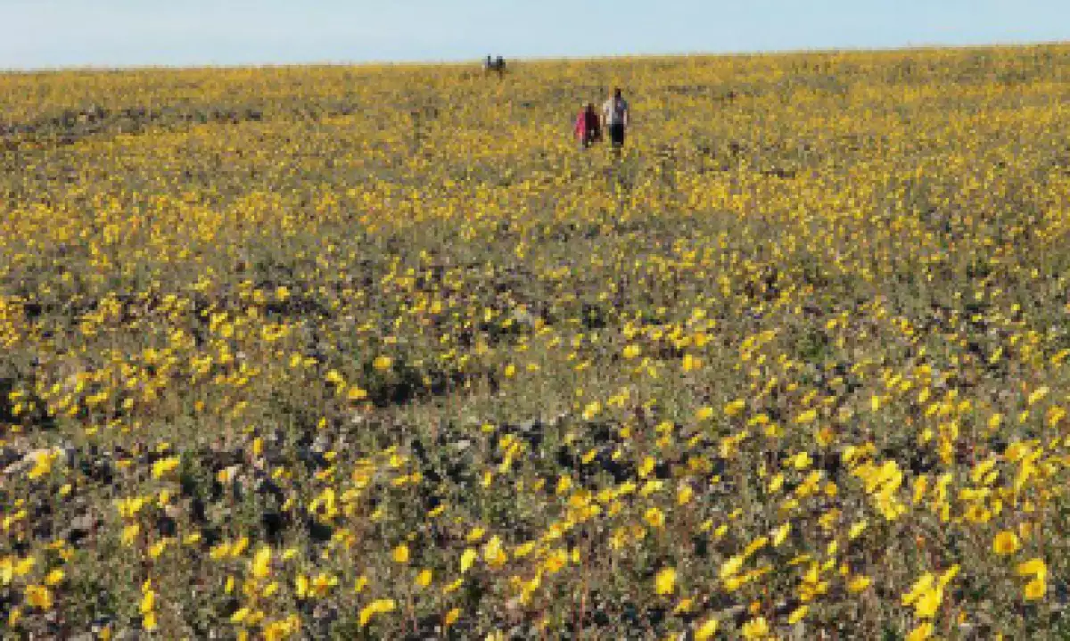 El Valle de la Muerte es uno de los lugares más secos de la Tierra. Ahora está cubierto de flores silvestres. (Foto: NPS)