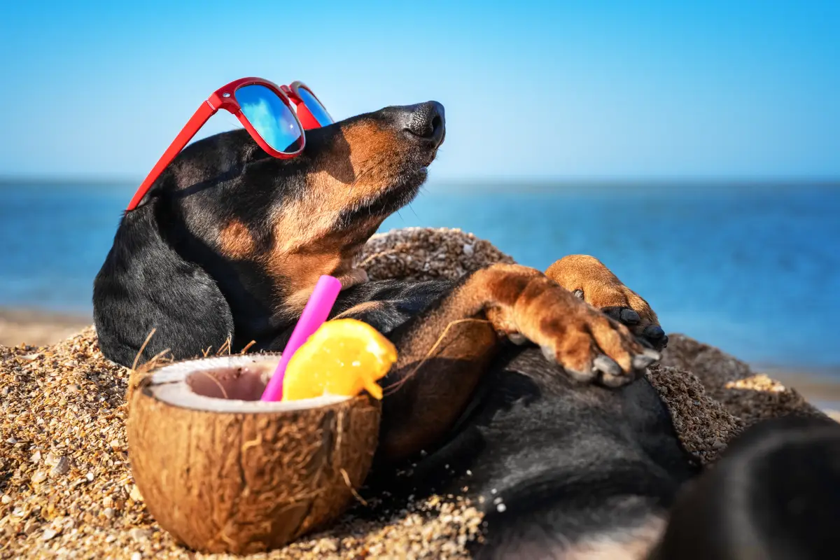 golpe-calor-mascotas