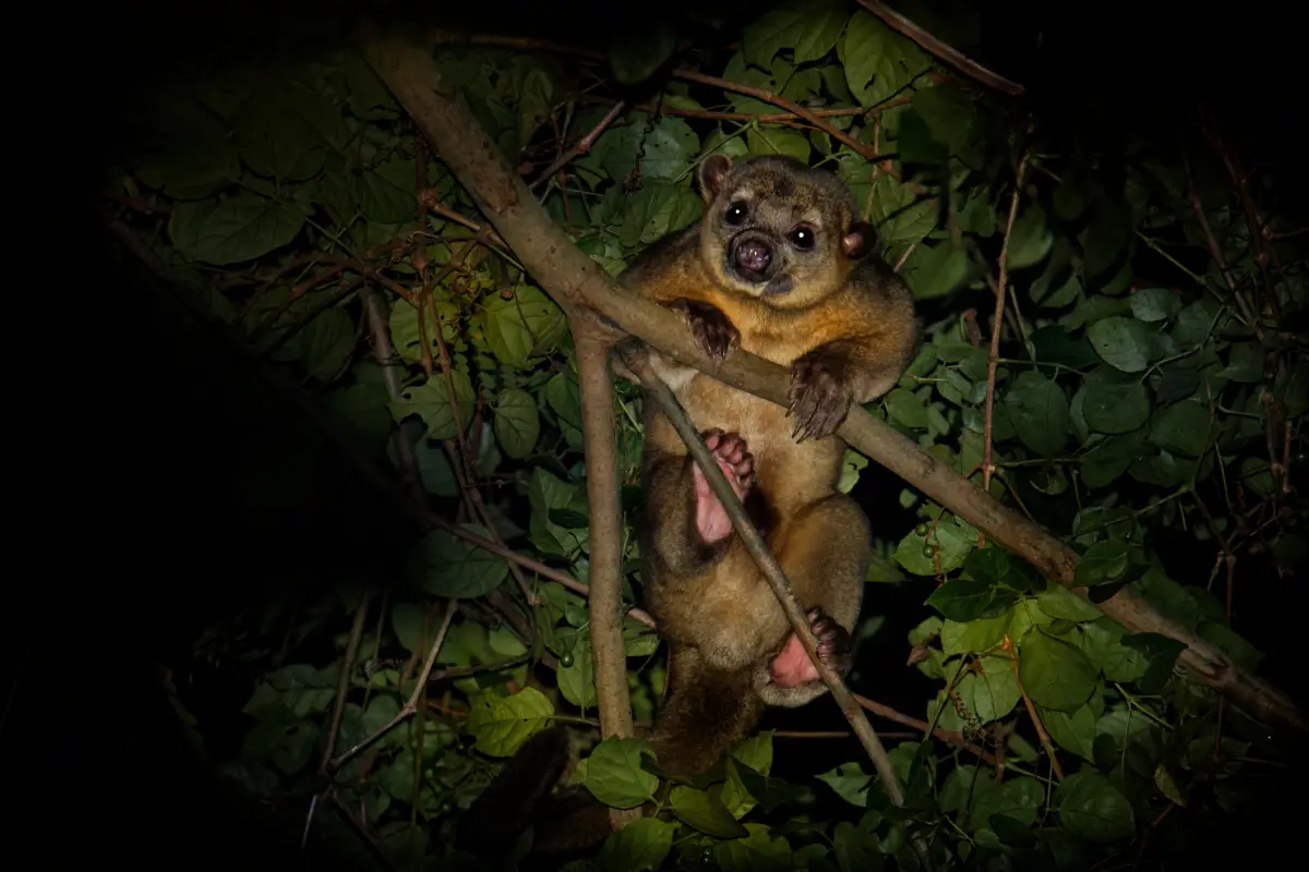 animales amenazados por el tren maya 
