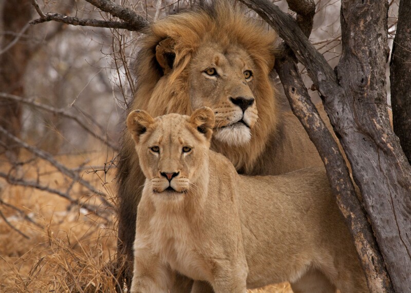 leones