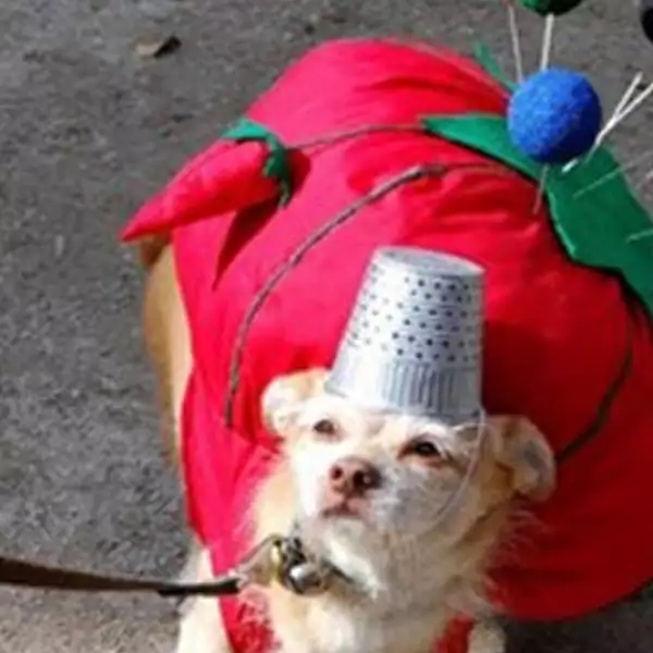 perros disfraz Halloween