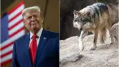 El presidente de Estados Unidos, Donald Trump, a la izquierda y un ejemplar del lobo gris mexicano, a la derecha.