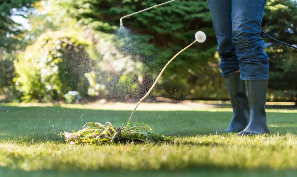 Spraying weeds in the garden