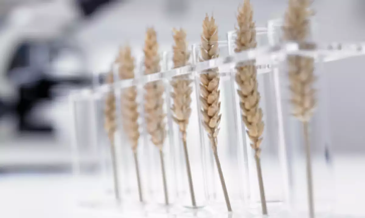 Mejores prácticas harán que México sea líder en innovación para el desarrollo agrícola, dice Carlos Slim. (Foto: Getty Images)