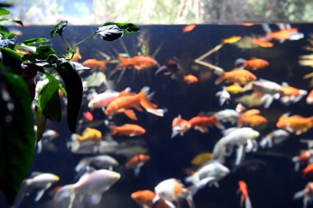 Peces en París