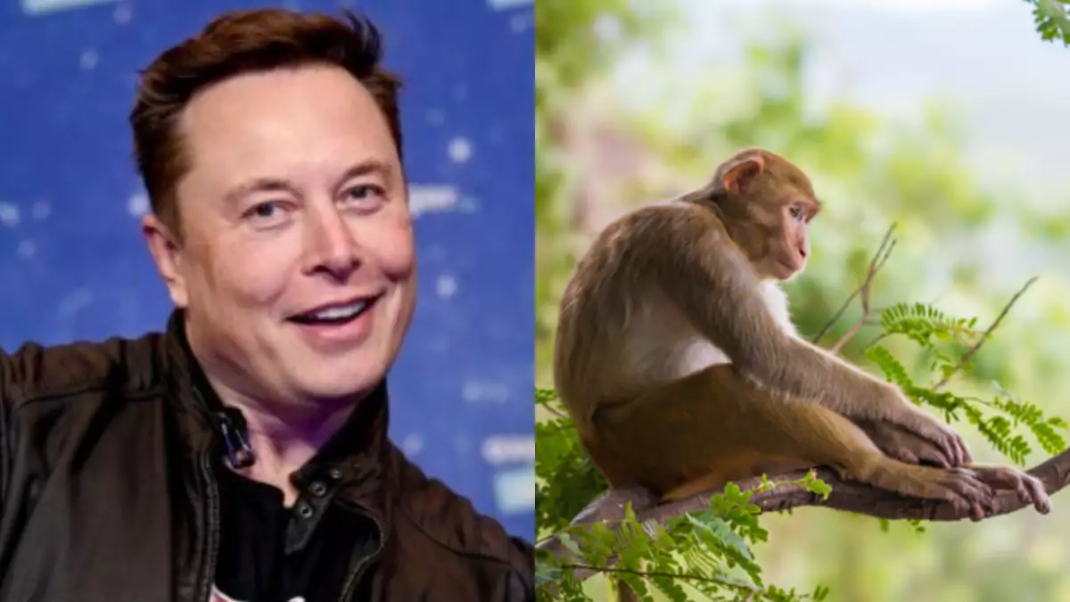 neuralink-elon-musk