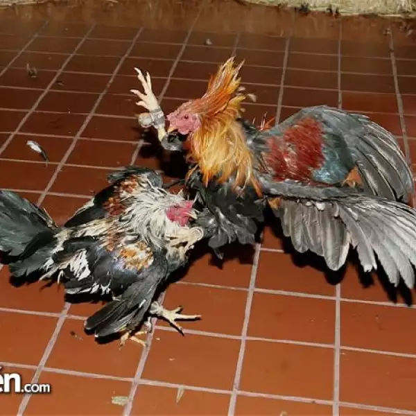 Pelea de Gallos